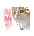 〝クリーム＆ホワイト〟のハチワレ猫さん（個別スタンプ：13）