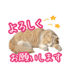 〝クリーム＆ホワイト〟のハチワレ猫さん（個別スタンプ：14）