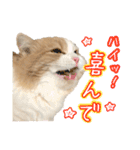 〝クリーム＆ホワイト〟のハチワレ猫さん（個別スタンプ：15）