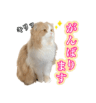 〝クリーム＆ホワイト〟のハチワレ猫さん（個別スタンプ：19）