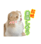 〝クリーム＆ホワイト〟のハチワレ猫さん（個別スタンプ：20）