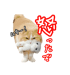 〝クリーム＆ホワイト〟のハチワレ猫さん（個別スタンプ：22）