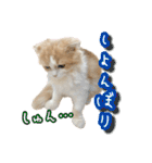 〝クリーム＆ホワイト〟のハチワレ猫さん（個別スタンプ：23）