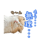 〝クリーム＆ホワイト〟のハチワレ猫さん（個別スタンプ：24）