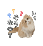 〝クリーム＆ホワイト〟のハチワレ猫さん（個別スタンプ：28）