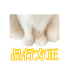 〝クリーム＆ホワイト〟のハチワレ猫さん（個別スタンプ：29）