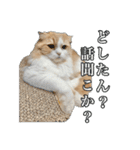〝クリーム＆ホワイト〟のハチワレ猫さん（個別スタンプ：30）