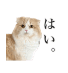 〝クリーム＆ホワイト〟のハチワレ猫さん（個別スタンプ：31）