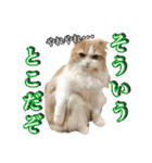 〝クリーム＆ホワイト〟のハチワレ猫さん（個別スタンプ：32）