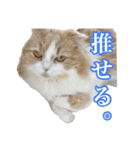 〝クリーム＆ホワイト〟のハチワレ猫さん（個別スタンプ：34）