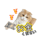 〝クリーム＆ホワイト〟のハチワレ猫さん（個別スタンプ：36）