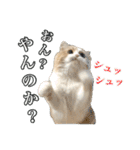〝クリーム＆ホワイト〟のハチワレ猫さん（個別スタンプ：37）