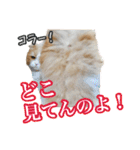〝クリーム＆ホワイト〟のハチワレ猫さん（個別スタンプ：38）