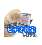 〝クリーム＆ホワイト〟のハチワレ猫さん（個別スタンプ：39）