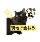 黒猫 ルナ院長73にゃんめ（個別スタンプ：1）