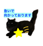 黒猫 ルナ院長73にゃんめ（個別スタンプ：2）