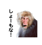 愉快な動物たちに癒される愉快な大人たち。（個別スタンプ：8）