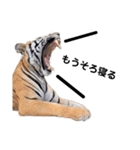 愉快な動物たちに癒される愉快な大人たち。（個別スタンプ：9）