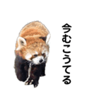 愉快な動物たちに癒される愉快な大人たち。（個別スタンプ：10）