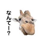 愉快な動物たちに癒される愉快な大人たち。（個別スタンプ：11）