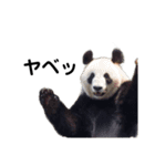 愉快な動物たちに癒される愉快な大人たち。（個別スタンプ：13）