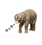 愉快な動物たちに癒される愉快な大人たち。（個別スタンプ：16）