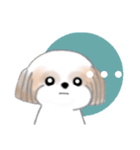 Stickers_Shih Tzu_ja シーズースタンプ（個別スタンプ：16）