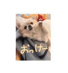 クリームです。（個別スタンプ：1）