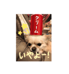 クリームです。（個別スタンプ：2）