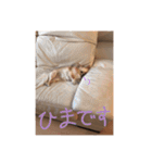 クリームです。（個別スタンプ：3）