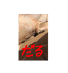 クリームです。（個別スタンプ：5）