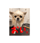 クリームです。（個別スタンプ：7）