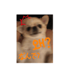 クリームです。（個別スタンプ：9）