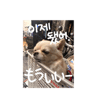 クリームです。（個別スタンプ：11）