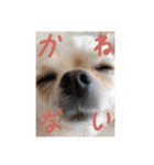 クリームです。（個別スタンプ：14）