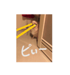 クリームです。（個別スタンプ：15）