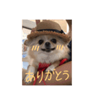 クリームです。（個別スタンプ：16）