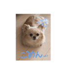 クリームです。（個別スタンプ：17）