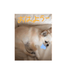 クリームです。（個別スタンプ：19）
