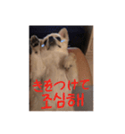 クリームです。（個別スタンプ：24）