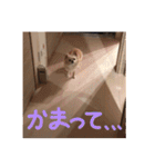 クリームです。（個別スタンプ：30）