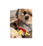クリームです。（個別スタンプ：31）
