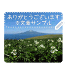 礼文島の花風景(自由文字スタンプ) Vol.1（個別スタンプ：1）