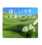 礼文島の花風景(自由文字スタンプ) Vol.1（個別スタンプ：2）