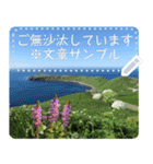 礼文島の花風景(自由文字スタンプ) Vol.1（個別スタンプ：6）