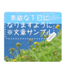 礼文島の花風景(自由文字スタンプ) Vol.1（個別スタンプ：17）