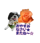 美♡癒やしの花と犬（個別スタンプ：4）