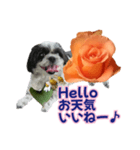 美♡癒やしの花と犬（個別スタンプ：5）