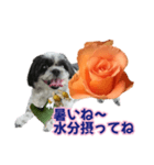 美♡癒やしの花と犬（個別スタンプ：6）