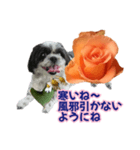 美♡癒やしの花と犬（個別スタンプ：7）